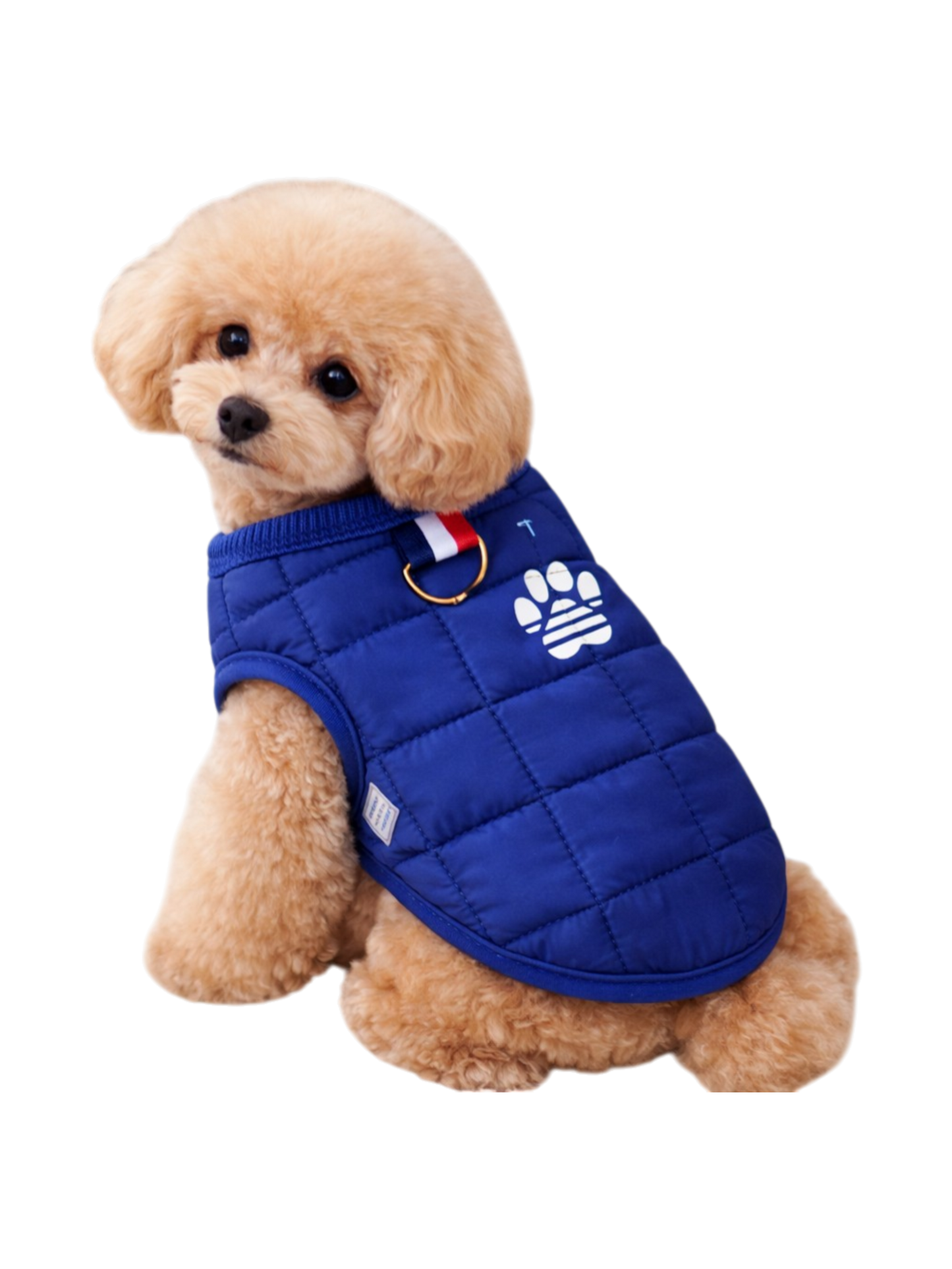 FrostPaw Blue Jacket